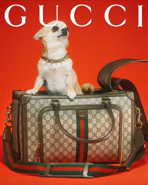 gucci bag dog|gucci pet collection 2021.